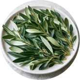 Oleuropein used in Memo Volt